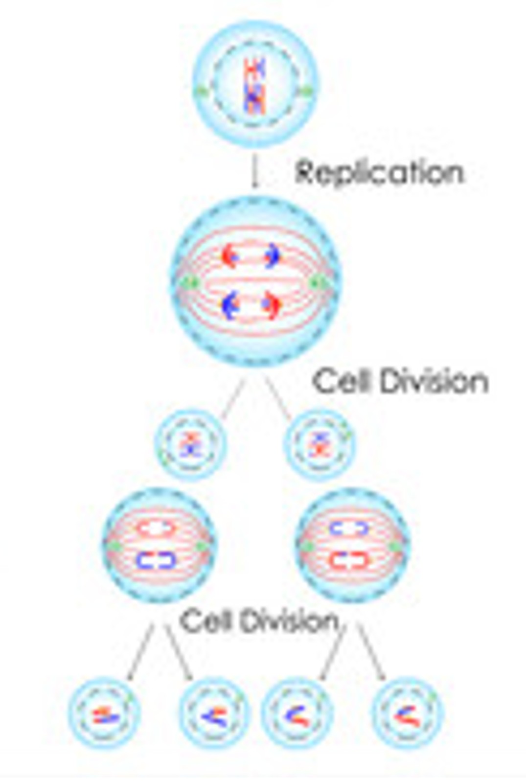 <p>1. Sex cells (gametes)</p><p>2. Start 1 diploid cell and end 4 haploid daughter cells.</p><p>3. Two divisions</p>