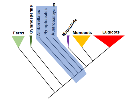 <p>what type of group is shown indicated by the blue shading?</p>