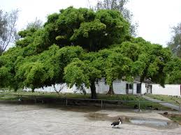 <p>Non-native but widely cultivated in the Philippines; conservation status: not endangered. Most easily identified by its dense canopy of small, glossy drooping leaves and smooth branching structure, often forming a graceful weeping silhouette commonly used in parks, streetscapes, and indoor landscaping.</p><p>A medium to large evergreen tree typically growing 10–30 meters tall, sometimes larger in ideal tropical conditions, with a broad rounded to weeping crown about 6–20 meters wide. Trunk is 0.5–1.5 meters in diameter with smooth gray bark that may develop slight fissures with age. It develops a strong, wide-spreading root system with aerial roots in humid environments that can become supportive trunks over time. Branching begins above human height, forming a dense, drooping canopy. Leaves are simple, small (5–10 cm long), ovate to elliptic, glossy green with smooth margins and prominent pinnate venation. Flowers are enclosed within a syconium and are not visibly conspicuous. Fruits are small fig-like structures that turn reddish to purple-black when mature and are dispersed by birds.</p><p>Widely used as a shade tree, hedge, screen, and ornamental foliage plant in landscapes and interiors due to its dense canopy and adaptability to pruning. Latex sap may cause mild skin irritation, and roots can be aggressive in confined spaces. In landscape applications, it is best suited for parks, large gardens, and controlled streetscapes where root expansion can be managed; it should be avoided near buildings, sidewalks, and underground utilities due to invasive roots, making it more suitable as a large-scale shade or background tree rather than a tight urban street tree.</p>
