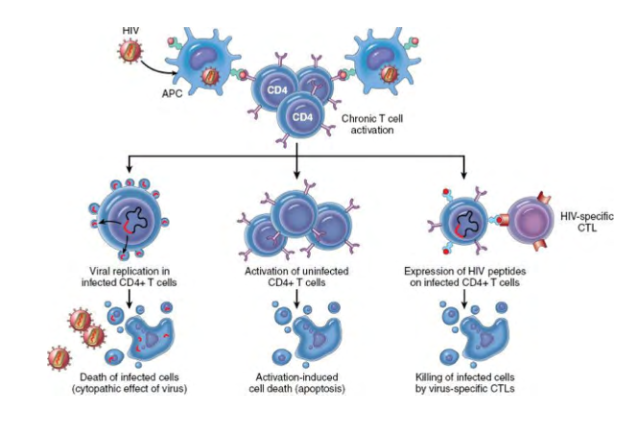 <p>- uncontrolled HIV replication leads to CD4 T cell decline, and AIDs diagnosis</p>