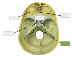 <p>Superior view: this is the</p>