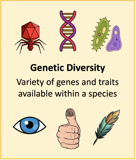 <p><span>Variety of genes + characteristics that are present within a population of a species</span></p>