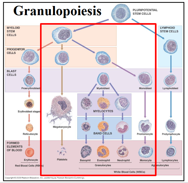 <p>DIAGRAM ON SLIDE 29</p>