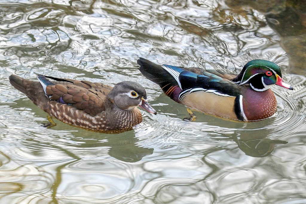<p>M/F with shaggy crest, short little bill, intricate face markings; white-edged secondary flight feathers</p><p><u>Male</u>: chestnut breast, bright flank</p><p><strong>Call</strong>: Female ONLY; “OOO-EEEK!”</p>