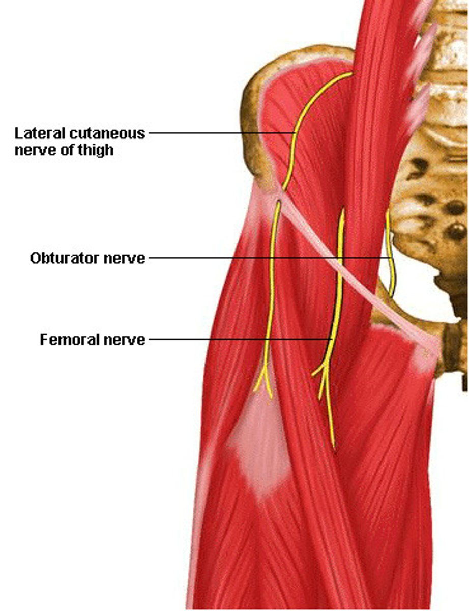 <p>what is the course of the obturator nerve (L2 – L4) of the lumbar plexus?</p>