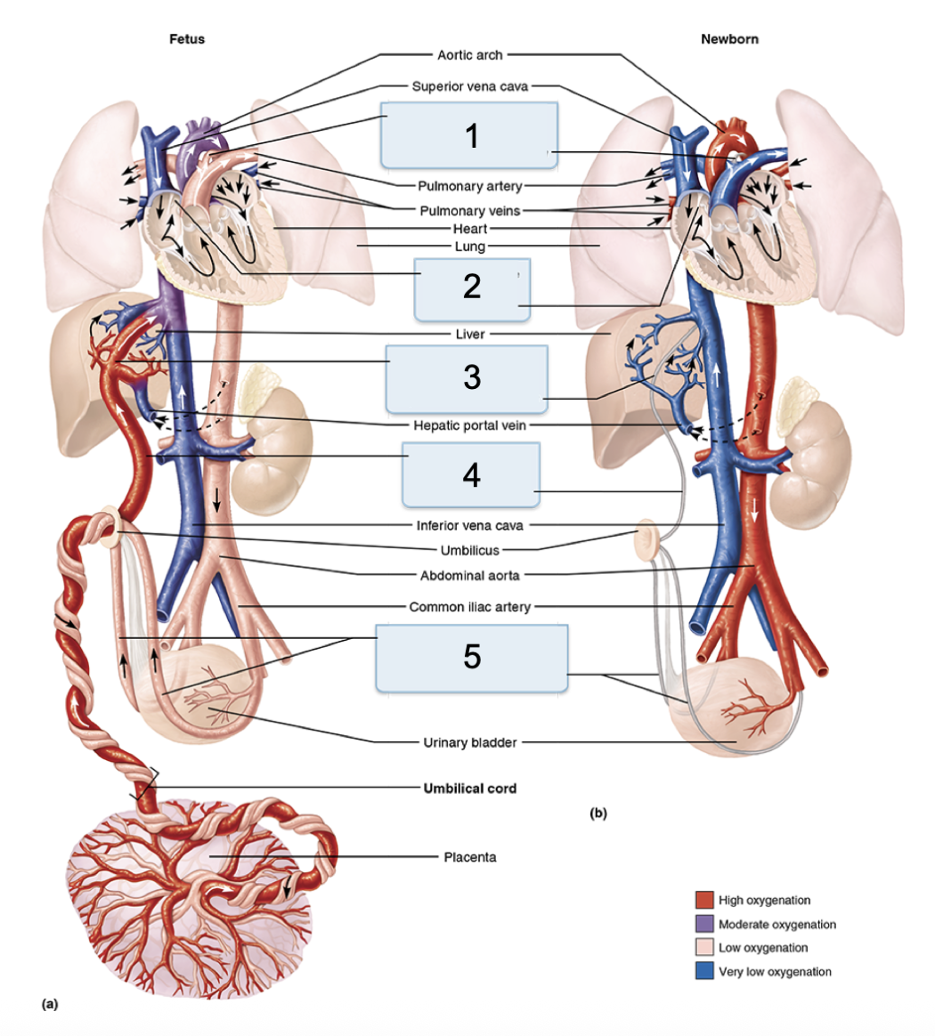 <p>What is 5 in the newborn?</p>