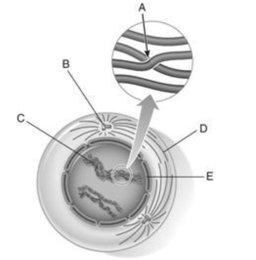 <p><span style="background-color: transparent; font-family: "Times New Roman", serif;">89. chiasma</span></p>