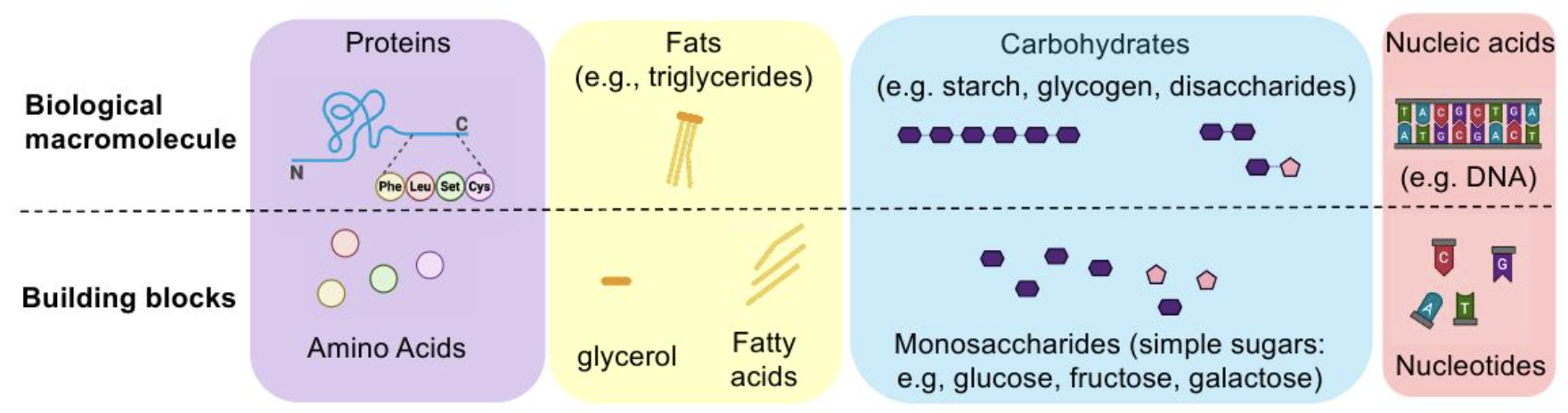 <p>Large macromolecules generally can’t cross GI wall and must be broken down into building blocks. </p><p></p><p><u>Macromolecule → Building blocks:</u></p><p>Proteins → Amino acids</p><p>Fats → Glycerol + fatty acids </p><p>Carbs → Monosaccharides </p><p>Nucleic acids → Nucleotides</p>