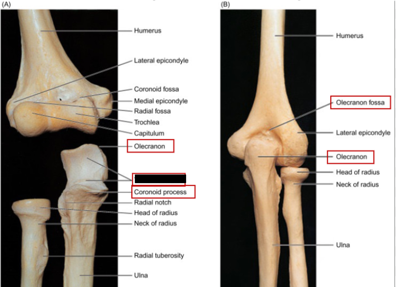 <p>What is this articulation point with the humerus called?</p>