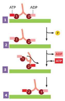 <p>1) The two heads of the motor protein are</p><p>attached to the MT. Head 1 has an ATP</p><p>bound, Head 2 has an ADP bound.</p><p>2) ATP hydrolysis (ATP to ADP) loosens</p><p>attachment of Head 1.</p><p>3) ADP is replaced by ATP on Head 2,</p><p>causing a confirmation change pulling</p><p>Head 1 forward in a “hand-over-hand”.</p><p>4) The motor protein has stepped forward.</p><p>This process continues to move motor</p><p>protein in “hand-over-hand along MT.</p><p>1</p><p>Motor proteins are enzymes with ATP</p><p>hydrolysis (ATPase) activity.</p>