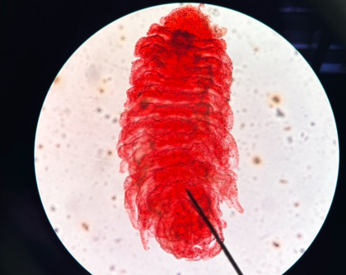 <p>What is this? Class and Phylum?</p>