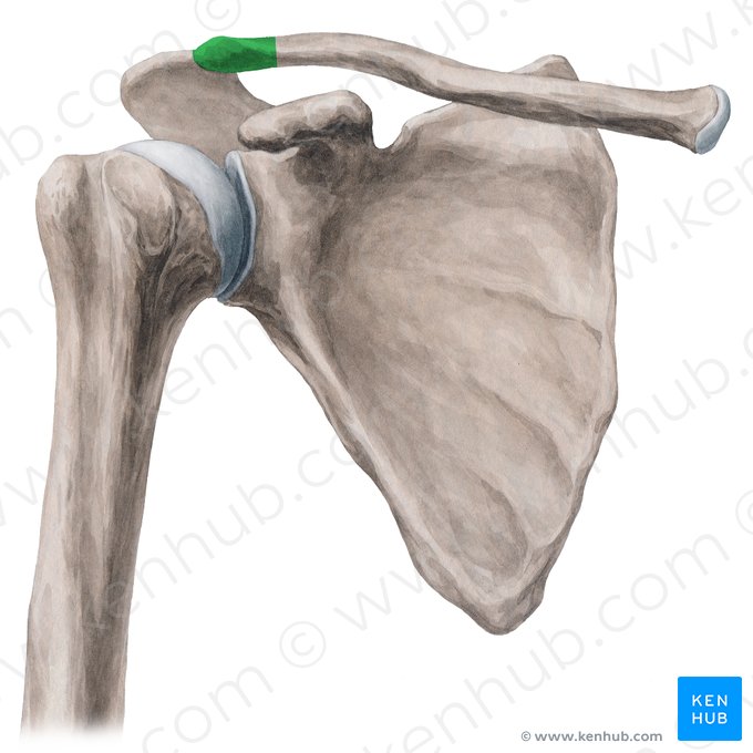 <p><strong>What is the acromial end of the clavicle?</strong></p>