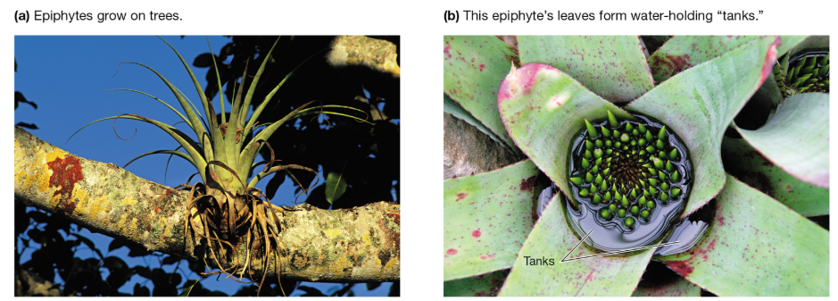 <p>How do epiphytes obtain nutrients?</p>