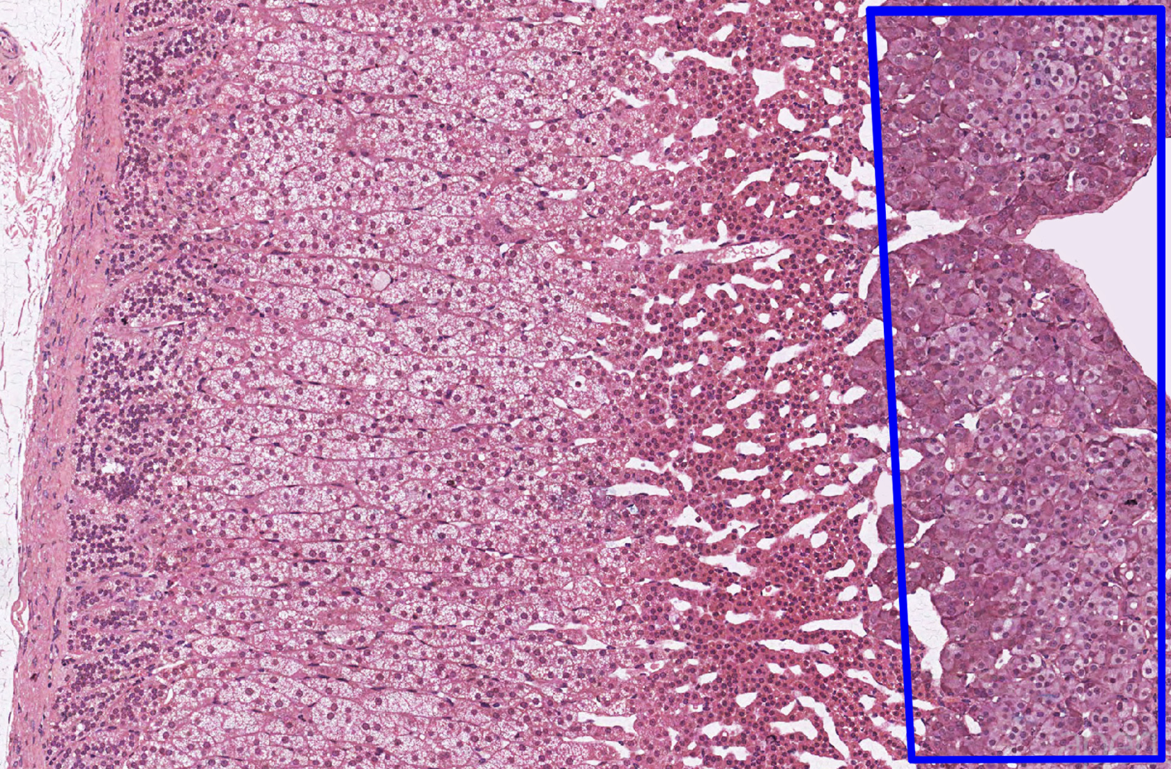 knowt flashcard image