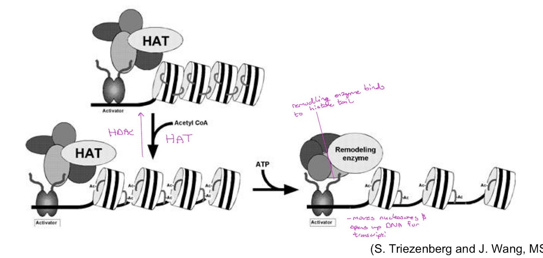 <p><span style="font-family: Helvetica; line-height: normal; font-size: 14px;">•</span> Residue: addition of acetyl groups to lysine residues (K-ac) in H3 and H4</p><p><span style="font-family: Helvetica; line-height: normal; font-size: 14px;">•</span> Enzyme: histone acetyl transferases (HATs)</p><p><span style="font-family: Helvetica; line-height: normal; font-size: 14px;">•</span> Functions:</p><ul><li><p>transcriptional activation</p></li><li><p>Opens up chromatin by reducing positive charges of histones, therefore weakening interaction with PO<span style="font-family: Arial; line-height: normal; font-size: 9px;">4 </span>on</p></li></ul><p>DNA backbone and reducing the packing of nucleosomes</p><ul><li><p>Function as a binding site for ATP-dependent “remodeling” enzyme, which induces sliding of nucleosomes to increase gaps for the basic transcriptional machinery (RNA pol II, TFII-D, etc) to gain access to DNA sequence</p></li></ul><p></p>