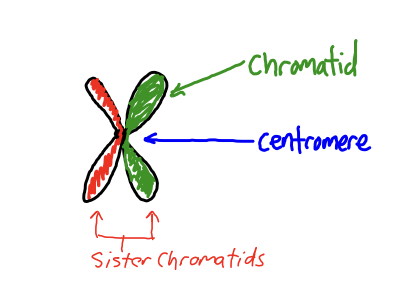 <p>chromatid and centromere</p>