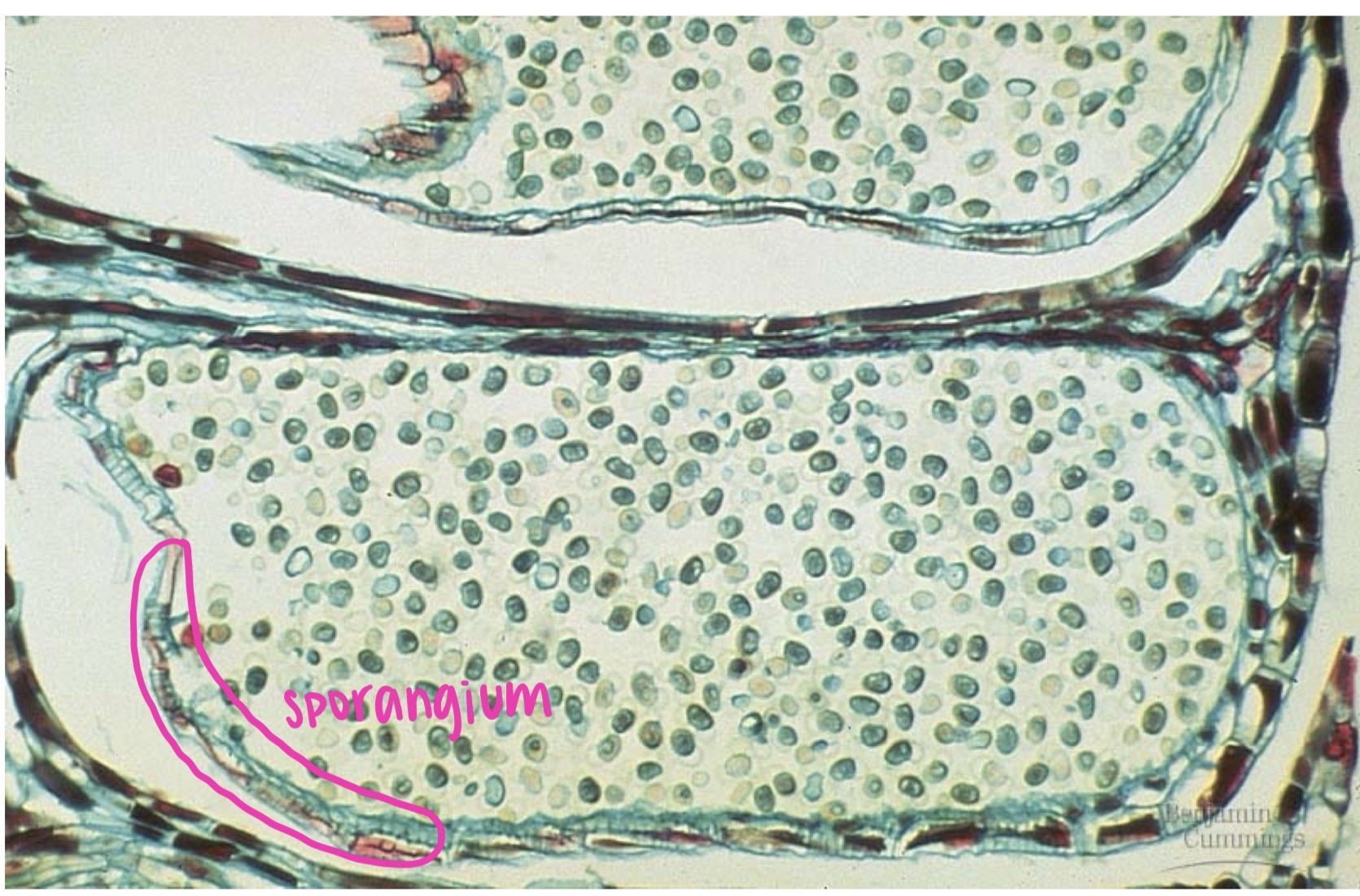 <ul><li><p>mature pollen contains</p><ul><li><p>tube cell </p></li><li><p>generative cell </p></li></ul></li><li><p>slit develops in <strong>microsporangium </strong>→ releases pollen </p></li><li><p>lots of pollen released but only some reach female cone </p></li></ul><p></p>