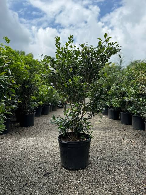 <p>ligustrum recurve, 8-12ft tall, 6-8 wide, creamy white fragrant flowers in spring, full sun</p>