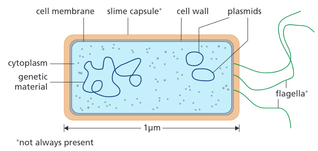 <p>A prokaryotic cell is a relatively simple, unicellular organism</p>