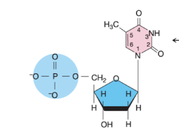<p>What nucleotide is this?</p>