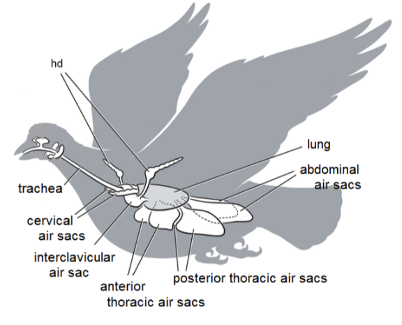 <ul><li><p>2 breath cycle</p></li><li><p>Has air sacs, not just lungs</p></li><li><p>Lungs don’t expand</p></li></ul><p></p>