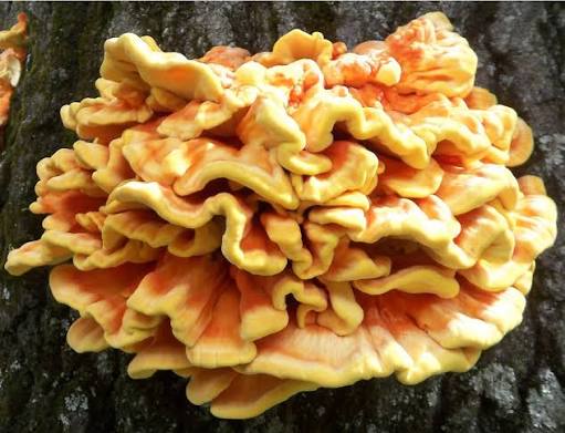 <p>Chicken of the woods</p>