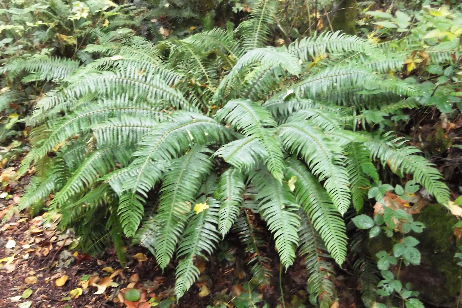 <p>Polystichum munitum </p>