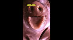 <p><span style="background-color: transparent;">The nostrils that allow air to enter and leave the respiratory system and contain receptors for smell.</span></p>