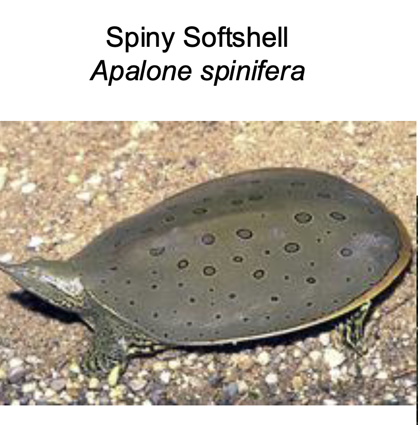 <p>Soft Shelled Turtles </p><p>• 13 genera, about 36 species</p><p>• Found in North America, Asia, Africa</p><p>• Aquatic, carnivorous</p><ul><li><p>like to bury themselves with just head sticking out </p></li><li><p>ambush and attack </p></li></ul><p></p>