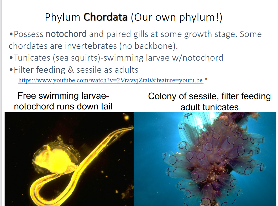 <p>-possess notochord and paired gills at some growth stage (some chordates are invertebrates (no backbone))</p><p>-tunicates (sea squirts) → swimming larvae with notochord (filter feeders and sessile as adults)</p>