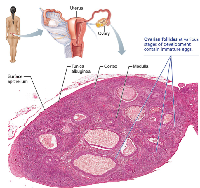 <ul><li><p>Is the outermost layer of the ovaries</p></li><li><p>Consists of simple cuboidal cells</p><ul><li><p>AKA ‘germinal epithelium’ even though oocytes DO NOT arise here</p></li></ul></li></ul><p></p>