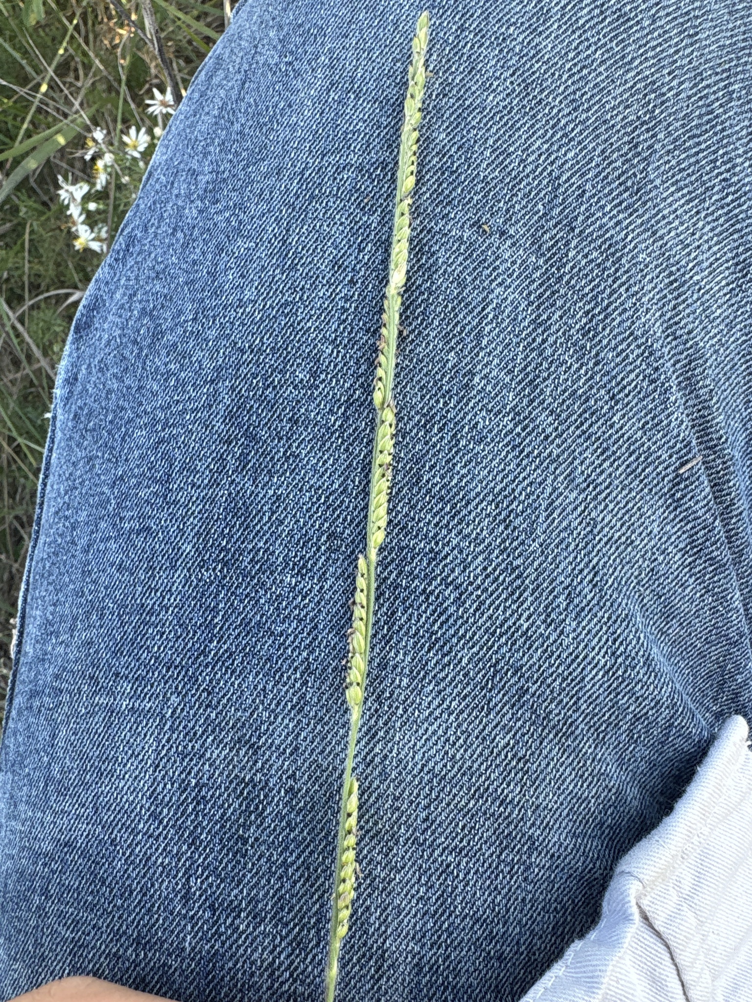 <p>Texas cupgrass (Eriochloa sericea)</p>