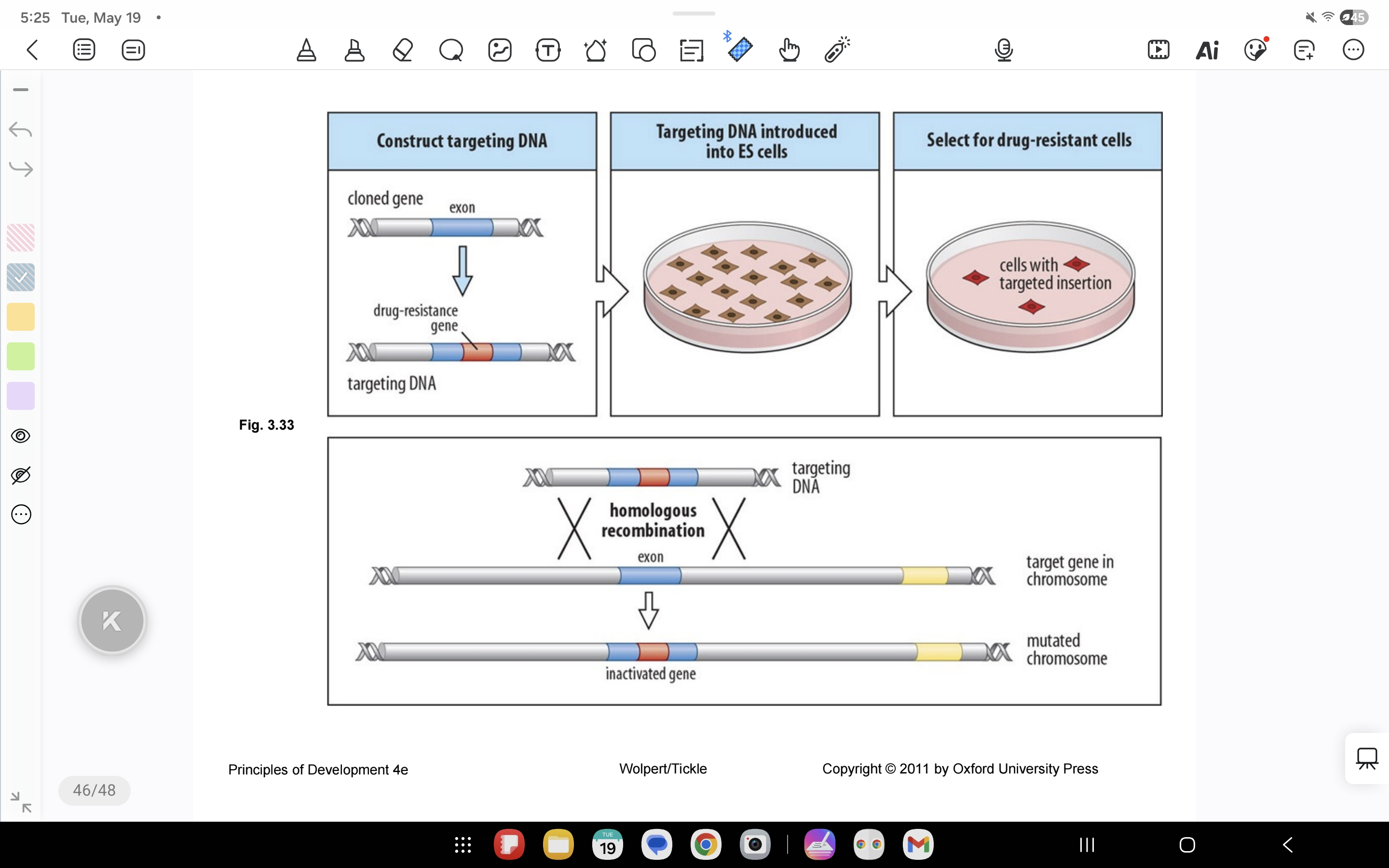 <p>How are transgenic mice made?</p>