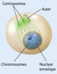 <p>-chromosomes thicken and become visible, but the chromatids remain invisible.</p><p>- Centrosomes begin to move toward opposite poles</p>