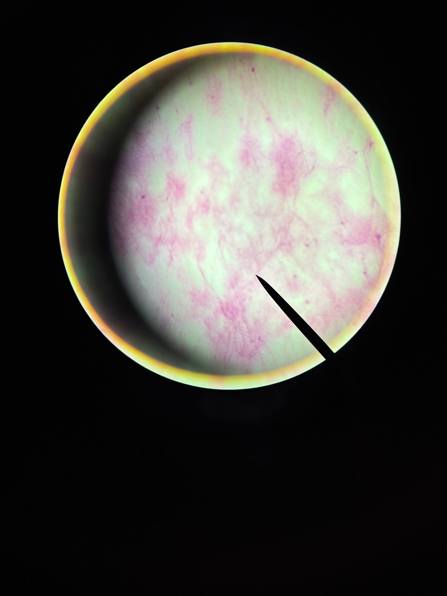 <p>What is this?</p>