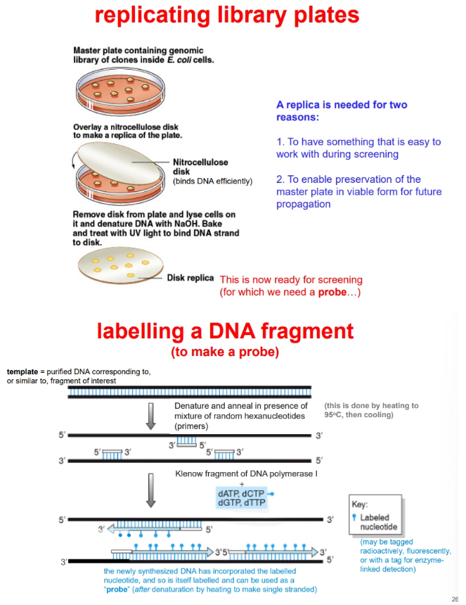<ul><li><p>the plates must first be <strong>replicated</strong>, to make them easier to work with and preserve the <strong>master plate </strong>for <strong>future propagation</strong></p></li><li><p>replica plating uses a <strong>nitrocellulose </strong>disc to stick to the cells</p></li><li><p>the cells are <strong>lysed</strong>, and the DNA is <strong>denatured </strong>(for hybridisation) using <strong>NaOH </strong>and stuck to the membrane by <strong>UV </strong>and <strong>heat</strong></p></li></ul><p></p><ul><li><p>screening requires a <strong>double stranded</strong> <strong>probe</strong>, which is produced using a <strong>DNA template similar </strong>to our gene of interest</p></li><li><p>this fragment is <strong>denatured </strong>using heat and random hexanucleotide <strong>primers </strong>are annealed</p></li><li><p>the <strong>Klenow fragment </strong>of<strong> DNA polymerase-I </strong>produces a new strand using <strong>dNTPs</strong>, where <strong>one </strong>is <strong>tagged</strong></p></li><li><p><strong>denaturation </strong>by heating produces a single strand of this probe DNA, which will <strong>hybridise </strong>to our single-stranded DNA of interest when added to the <strong>replica plate</strong> in buffer</p></li><li><p>the correct clone <strong>plaque </strong>on the replica plate can then be <strong>detected </strong>radioactively/fluorescently/enzymatically, depending on the tag used</p></li><li><p>this is used to determine the correct colony on the master plate</p></li></ul><p></p>