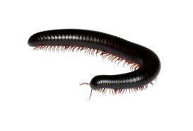 <p>2 pairs of legs on each segment</p><p>36-400 even (700) legs</p><p>mostly detritivores</p><p>non poisonous </p><p>have Ozopoures (stink glands) </p>