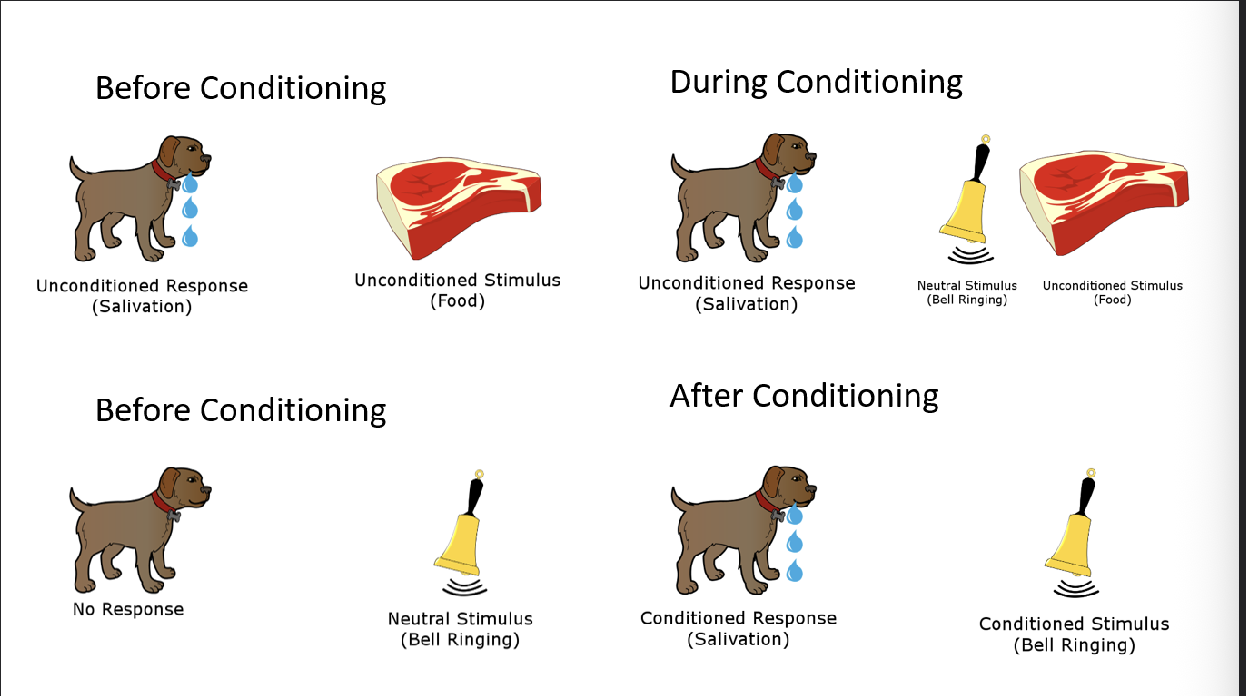 <p>Process of classical conditioning</p><ol><li><p>UNCONDITIONED response and a UNCONDITIONED stimulus </p></li><li><p>NO response and a NEUTRAL stimulus </p></li><li><p>UNCONDITIONED response and a NEUTRAL and UNCONDITIONED stimulus </p></li><li><p>CONDITIONED response and a CONDITIONED stimulus </p></li></ol><p></p>
