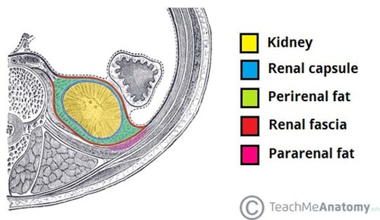 <p>what is the renal fascia of the kidney? what is it around? </p>