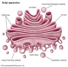 <p>Folding and chemical modification of synthesized proteins (products of the Rough ER)</p>