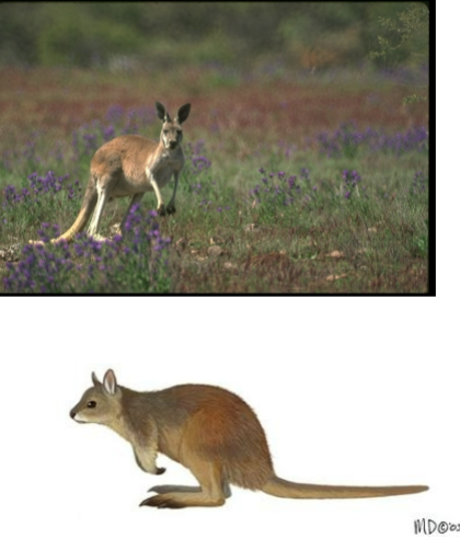 <p>kangaroos</p>