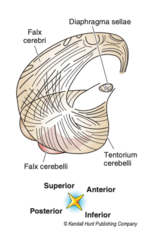 <p>-falx cerebri</p><p>-falx cerebelli</p><p>-tentorium cerebelli</p><p>-diaphragma sellae</p>