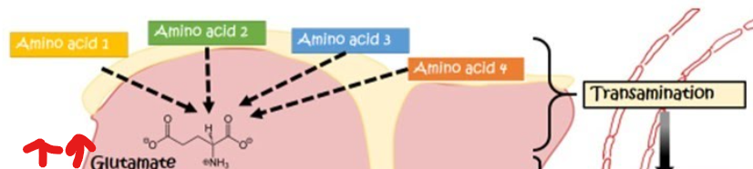 <p>Following transamination , what happens</p>