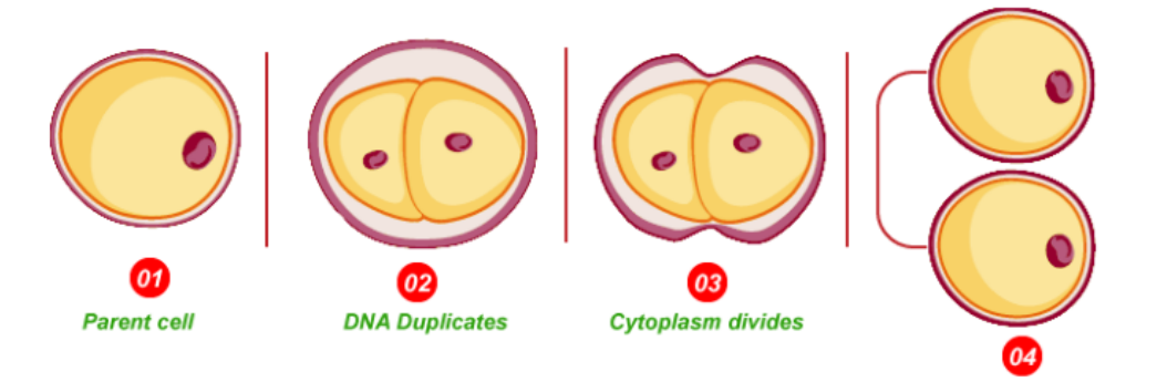 <p>Parent cell, DNA replication, Cytoplasm divides, Two daughter cells</p>