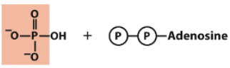 <p>name this molecule</p>