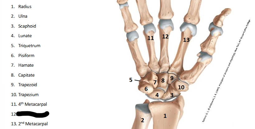 <p>What are the landmarks within <strong>Wrist/Hand?</strong></p>