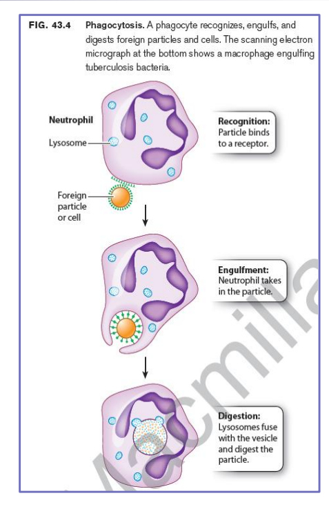 <p>- Neutrophil-- released into blood and die within hours </p><p>- Macrophage-- found in tissues </p><p>- Dendritic cell </p><p>- Bacterium binds to cell surface receptors on the phagocyte, inducing engulfment of the bacterium into a vesicle called a phagosome. </p><p>- This then fuses with lysosomes, now called a phagolysosome, which contains toxic small molecules and hydrolytic enzymes that kill and degrade the bacterium</p>