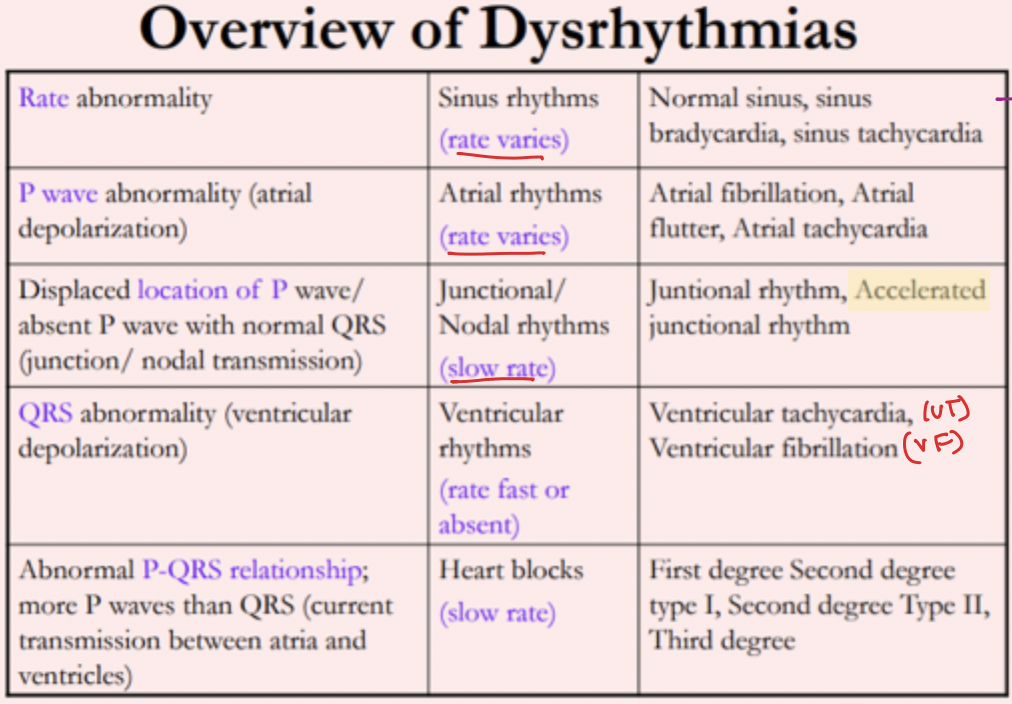<p><strong>Junctional/Nodal Rhythms</strong></p>