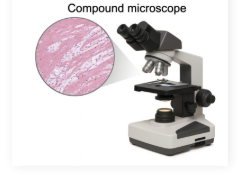 <p>Multiple lenses are used to provide variable, adjustable magnification</p><ul><li><p>Viewing of simple, one-cell thick samples requiring fixation and staining</p></li><li><p><strong>Poor image contrast</strong></p></li></ul><p></p>