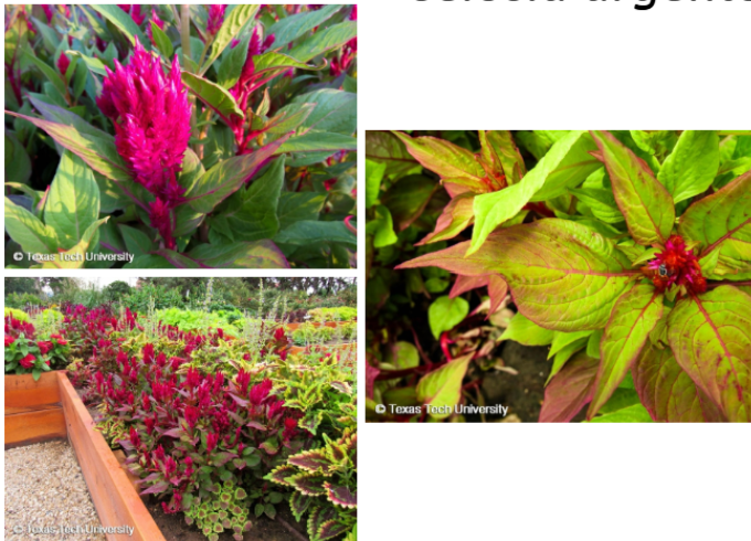 <p>Feather Celosia</p>